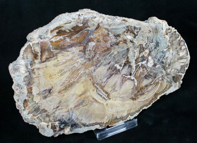 Richly Colored Petrified Wood Slab #8463